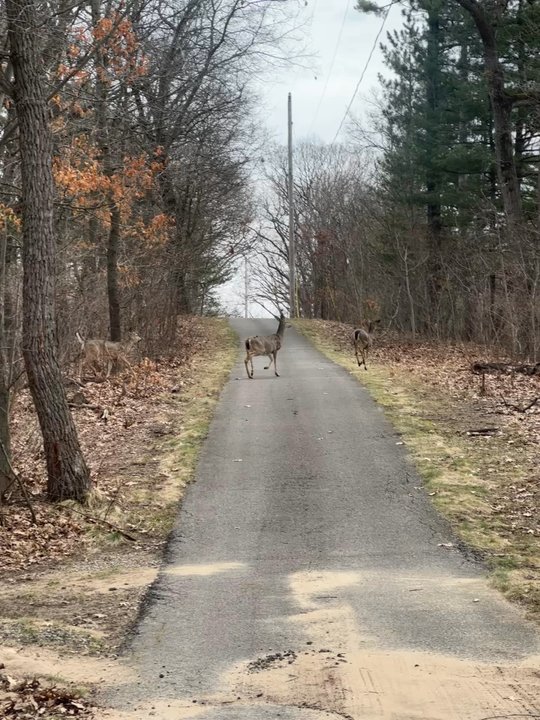 Mines Golf Course - Deer! - Golf Near Me - Grand Rapids, Michigan
