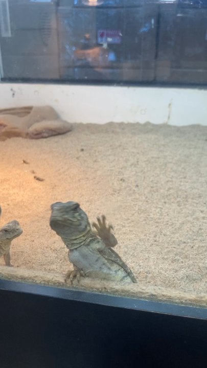 The Reptile Room - Reptile Shops Near Me - Hayward, California