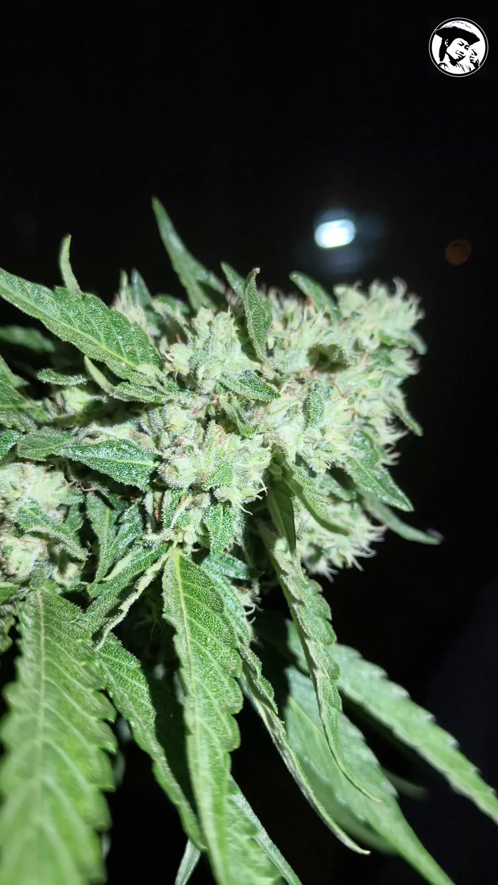 Chocolope Kush by night at Prempavee Farm 2026