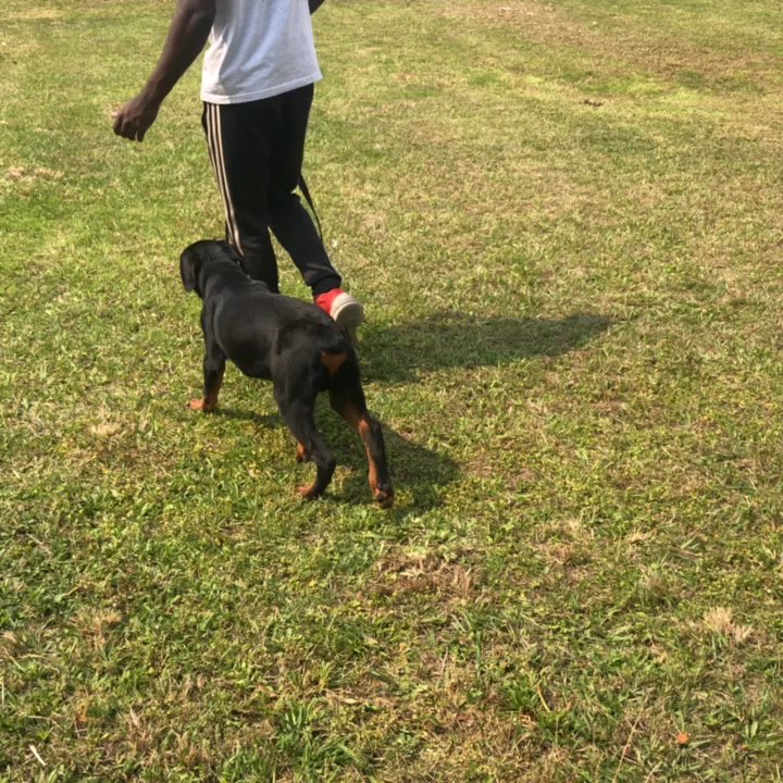 Leadjy Denis - Pet Training Near Me