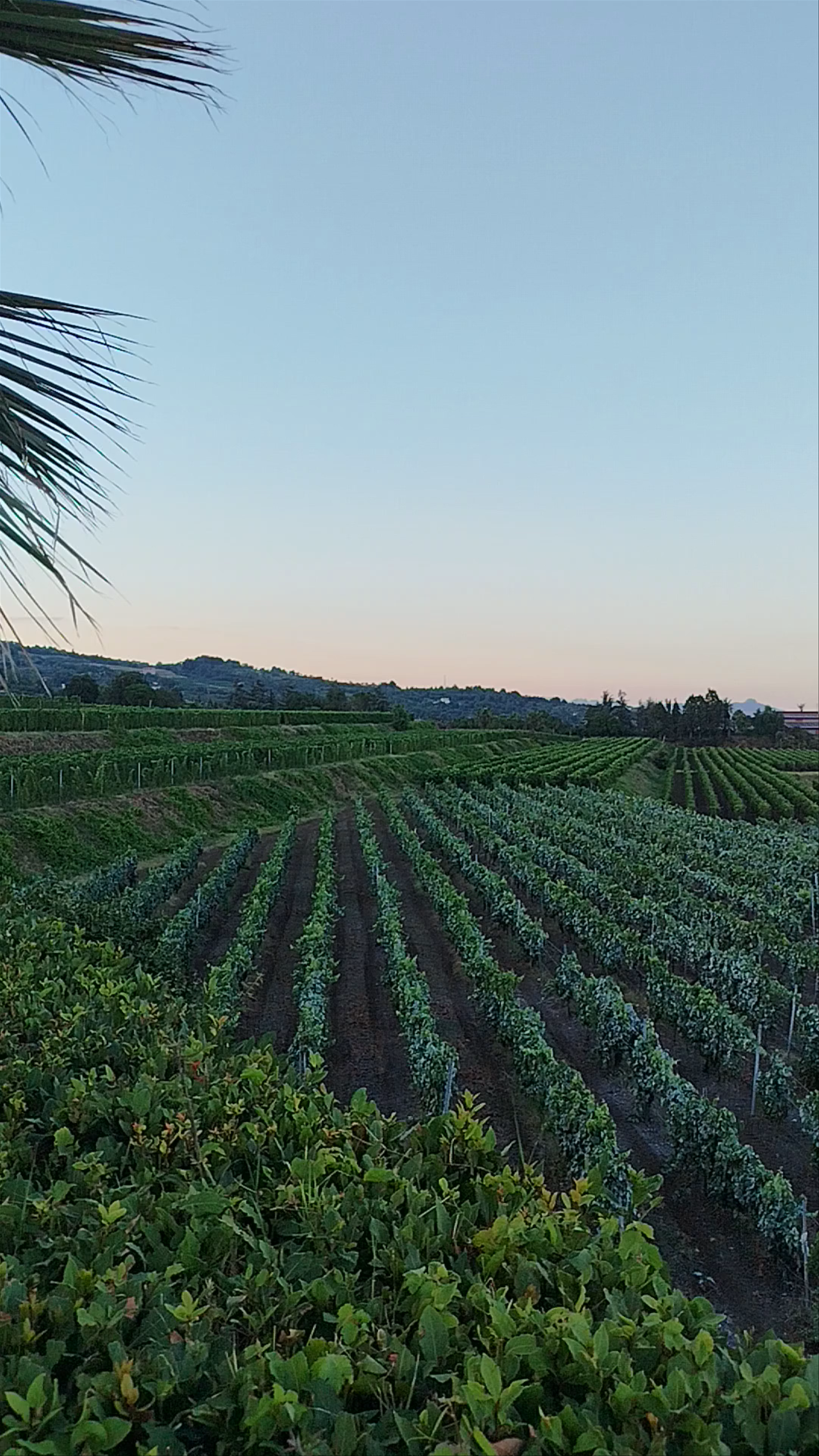 Agriturismo Tenuta San Michele - Etna