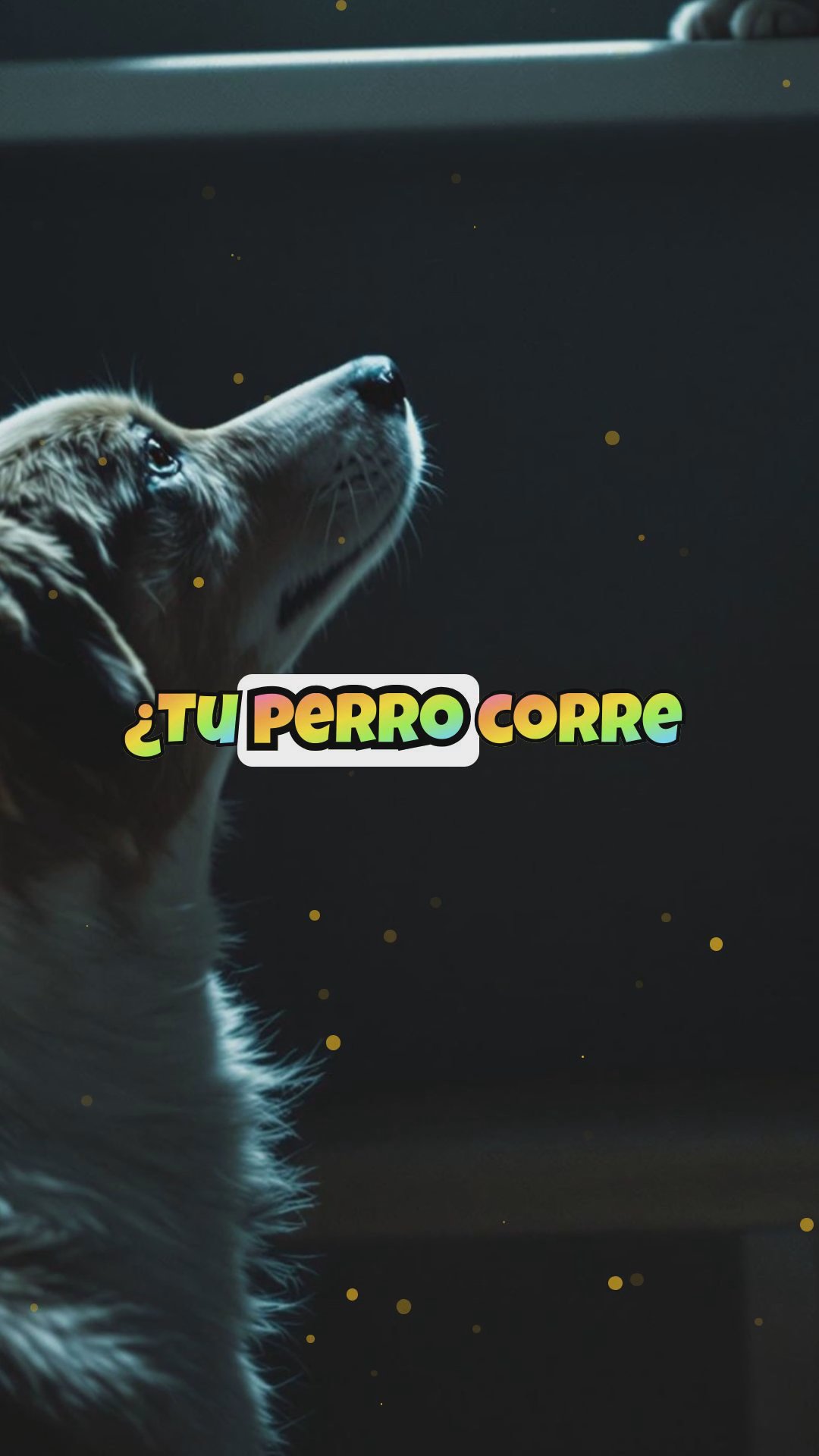 Cómo enseñar a tu perro a no perseguir al gato