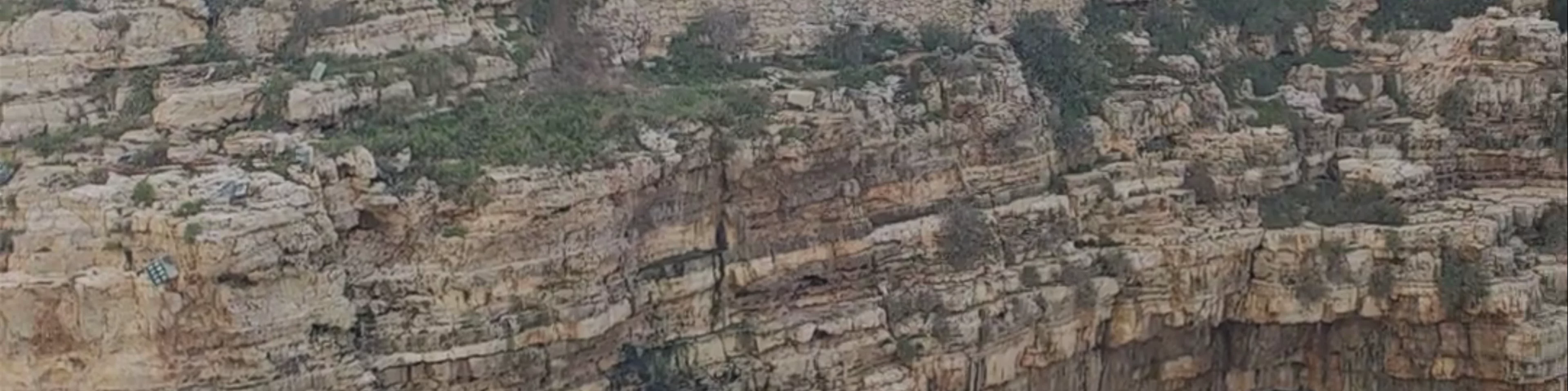 Lama Monachile