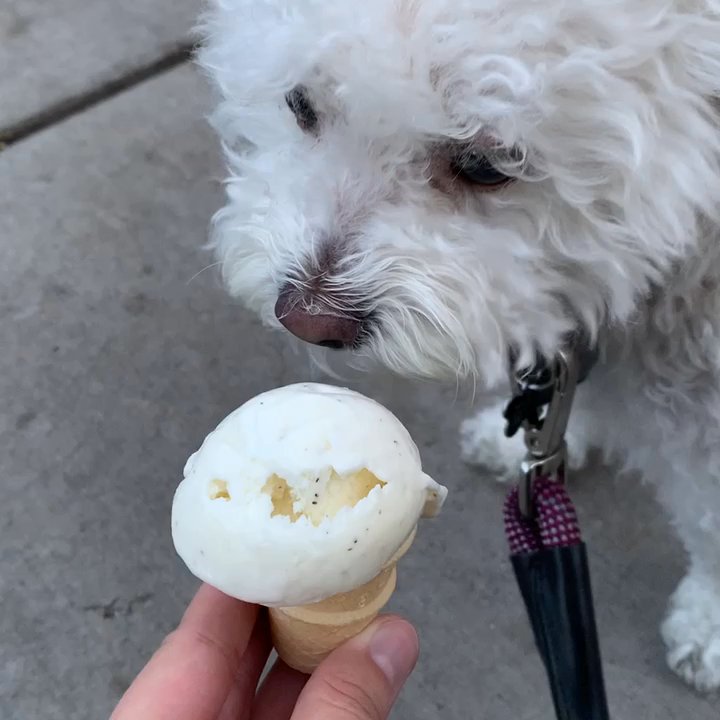 Little Man Ice Cream - She was a big fan of the pup cone! - Ice Cream & Frozen Yogurt Near Me - Denver, Colorado