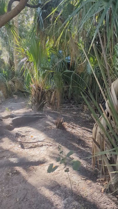Black Bear Trail - The boar at close distance - Landmarks & Historical Buildings Near Me - Maitland, Florida