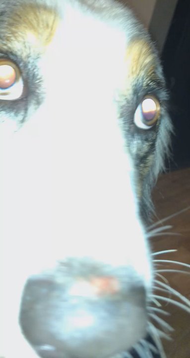 Texas Pet Resort - Video of the cuts on their nose and face - Pet Sitting Near Me - Harlingen, Texas