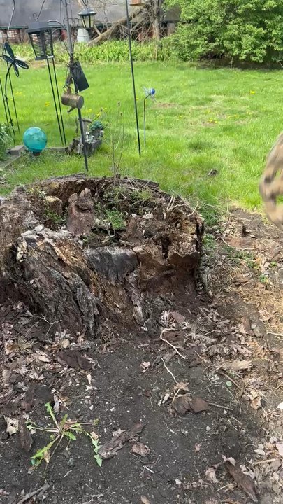 Bryan’s Stump Removal - Bryan in action - Tree Services Near Me