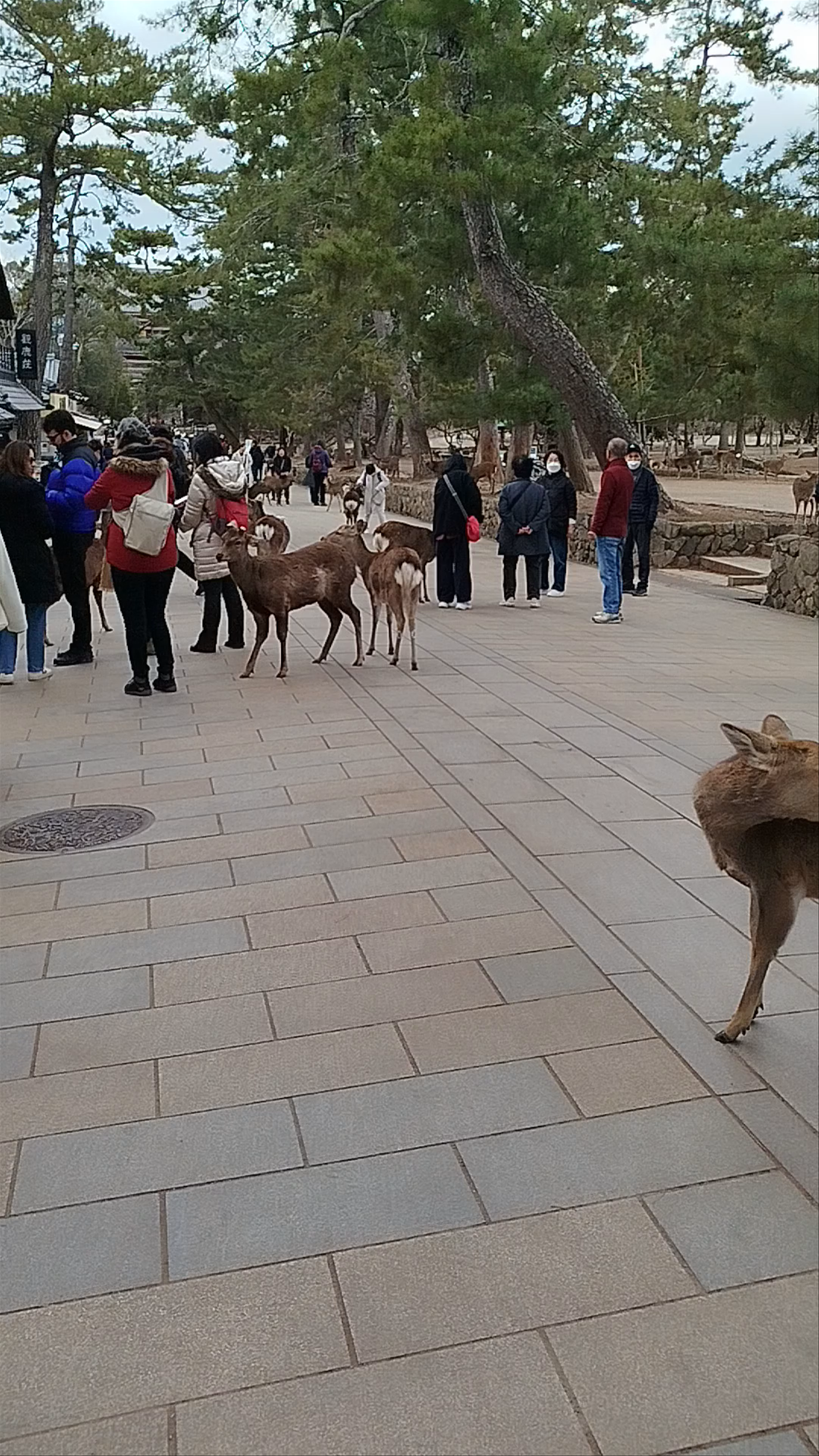 Nara Park