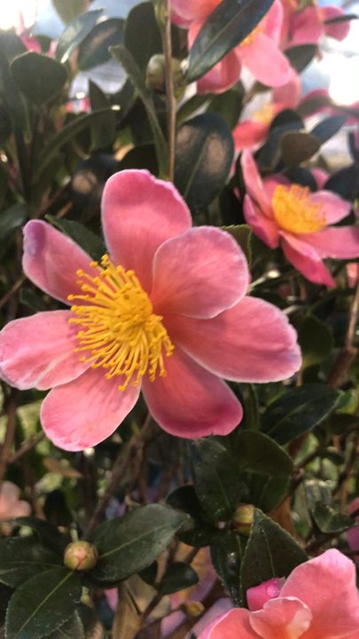 Lowe's Home Improvement - This Lowe's gets beautiful plants! - Hardware Stores Near Me - Simi Valley, California