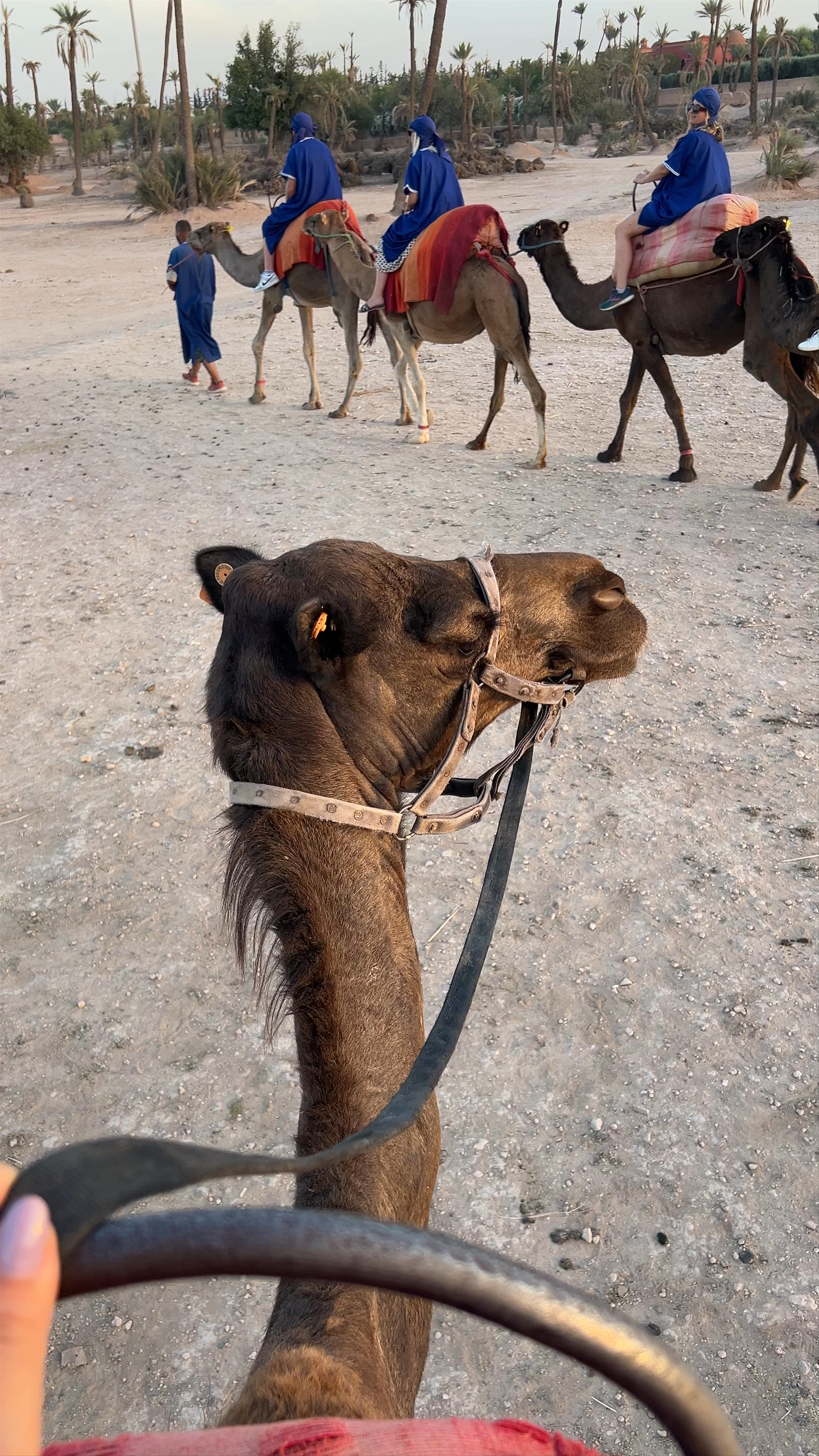 palmeraie marrakech chameau