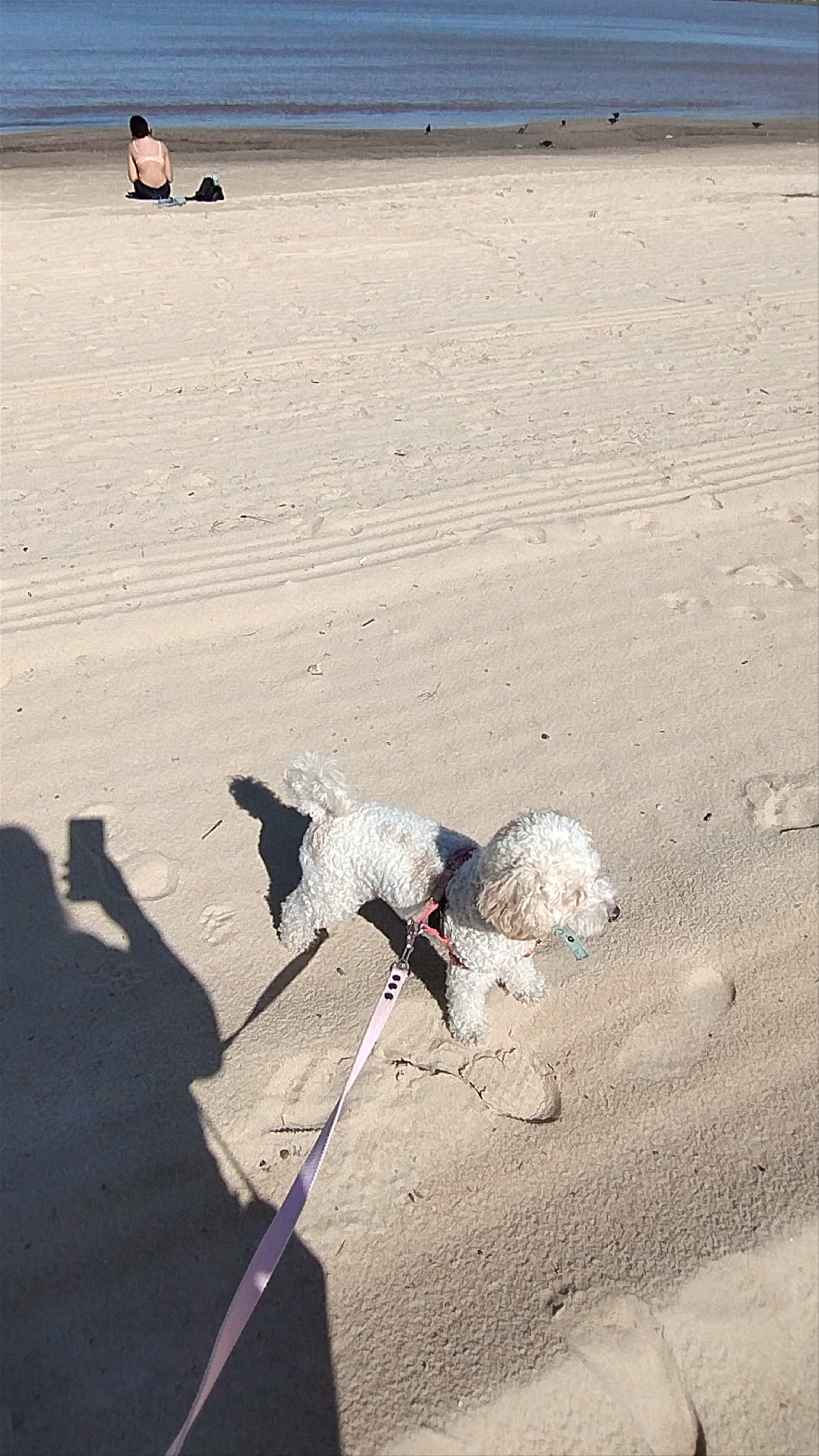 De los Pocitos Beach