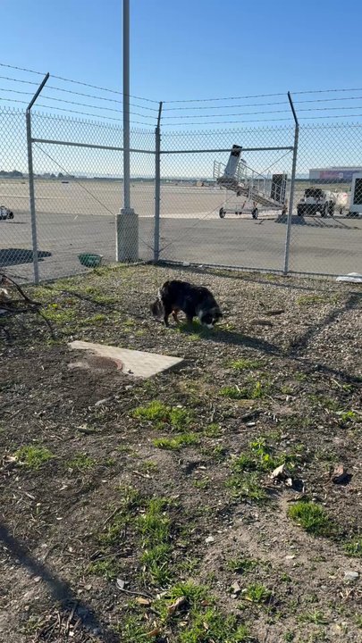 JSX - Potty dog area to chemical - Airlines Near Me - Oakland, California