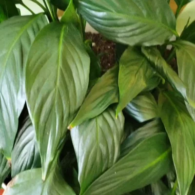 Preview image for video