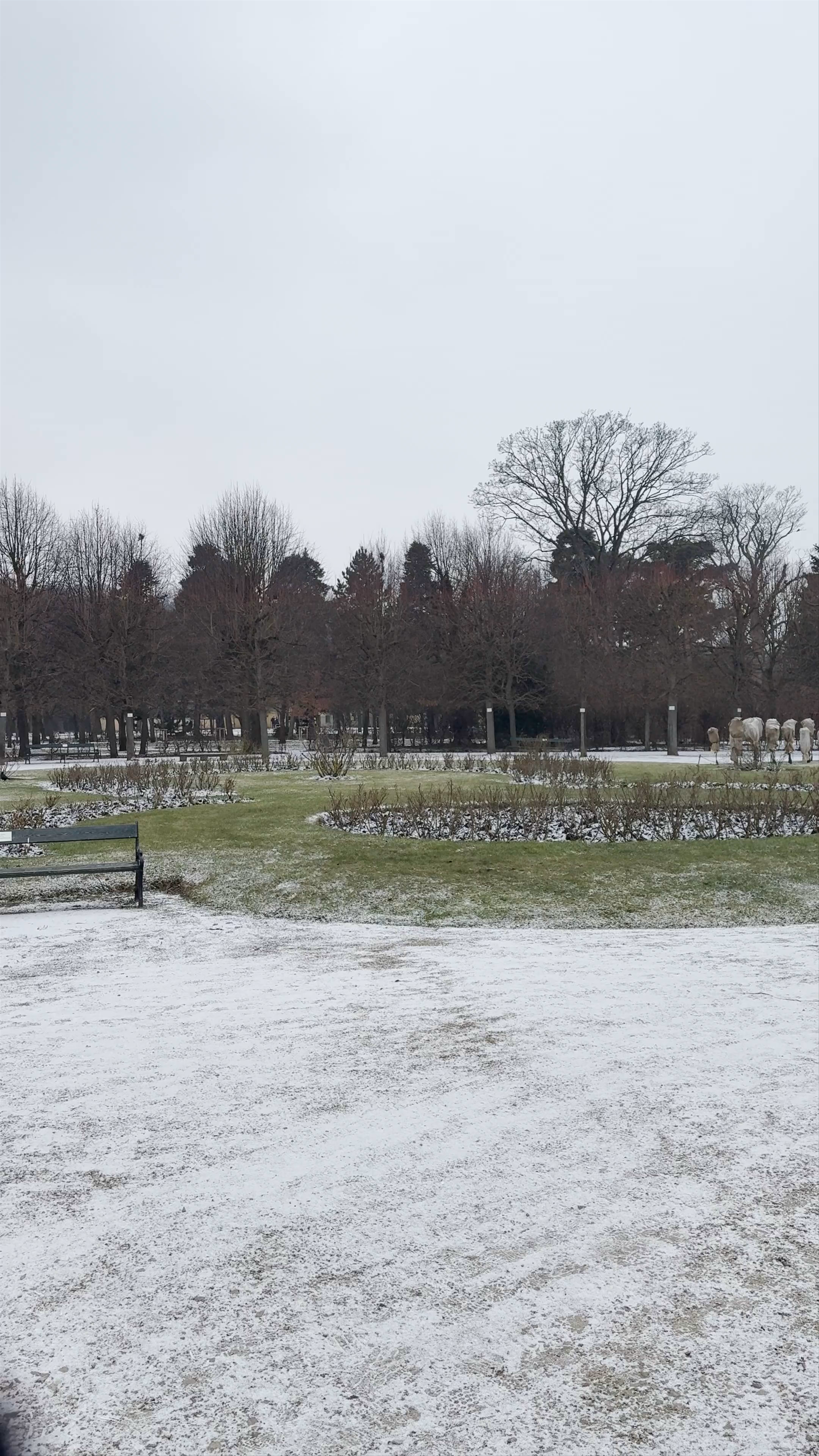 Rosarium Schönbrunn My Rose for my Love Anna