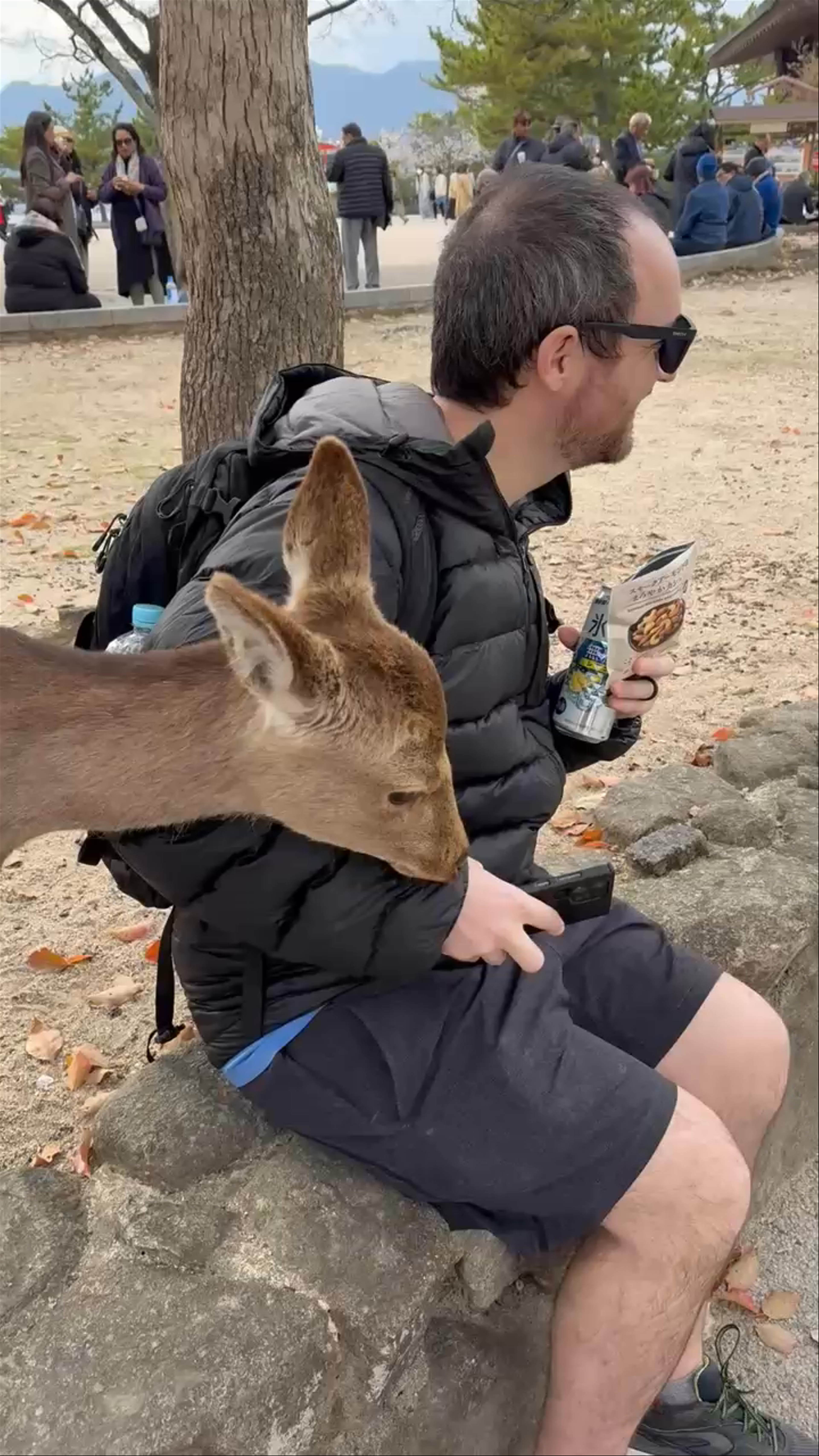 Japan Deer