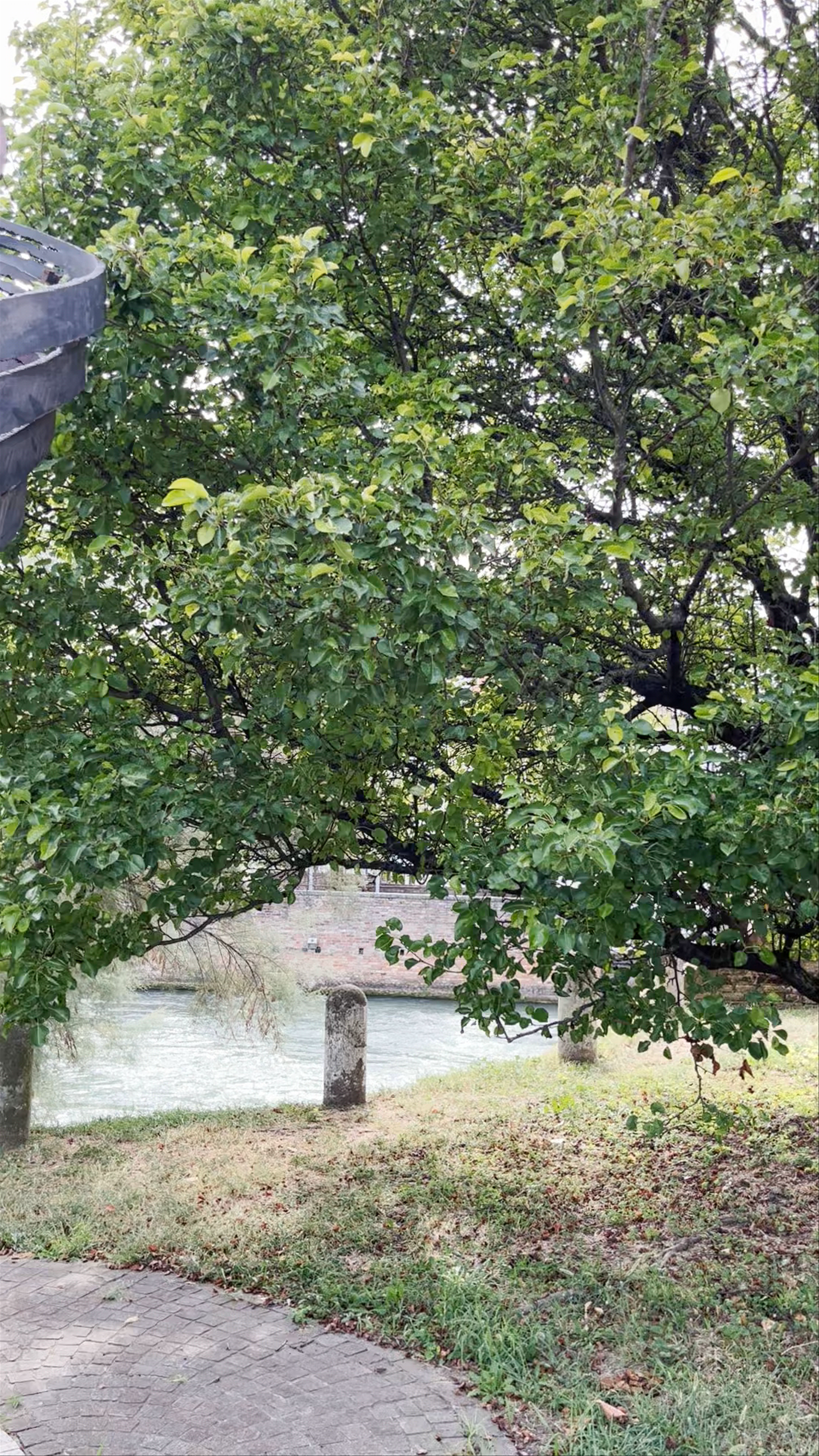 Cycling Tribute Statue in Treviso's Serene Riverside Park