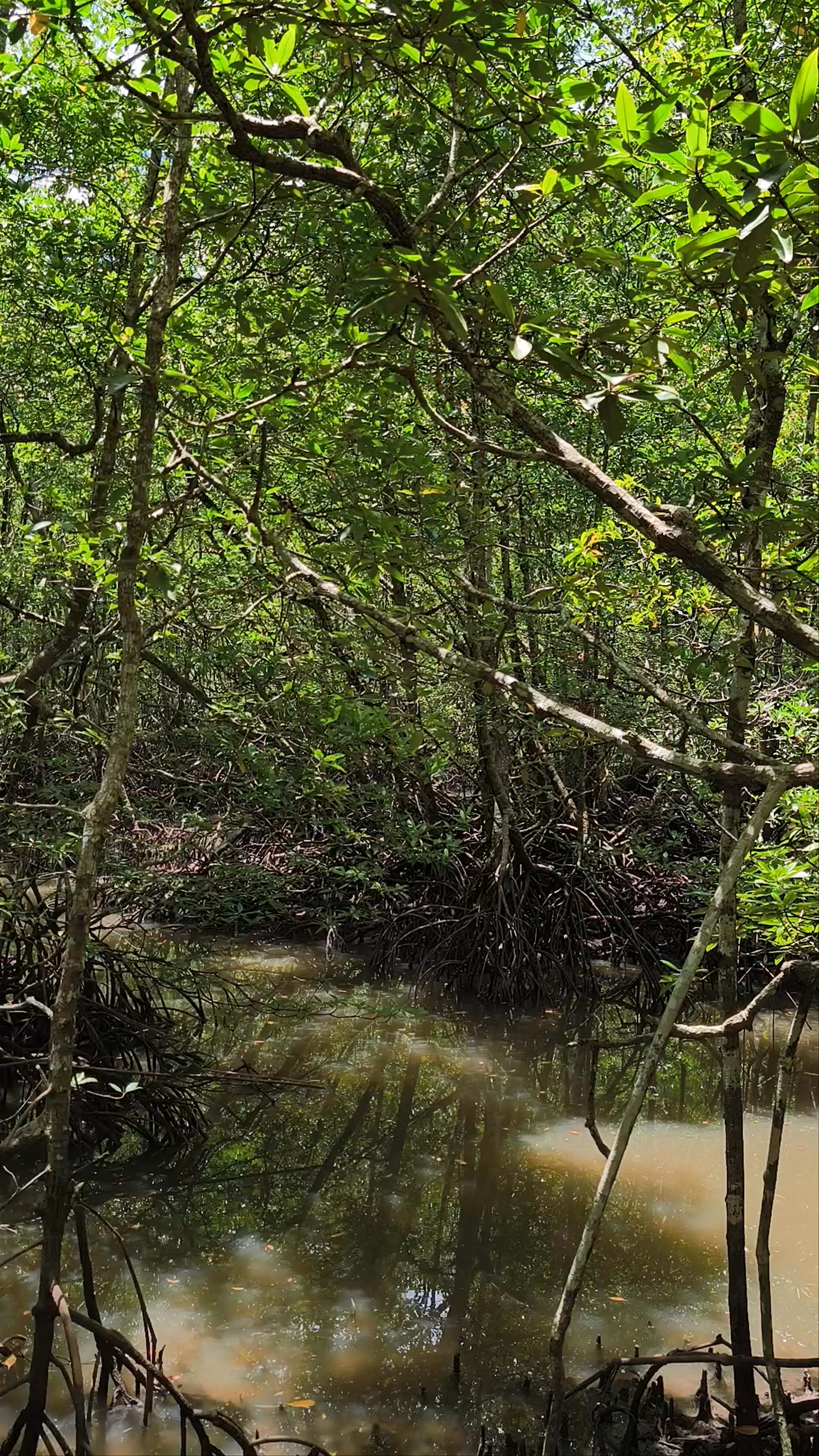 Kilim Geoforest Park