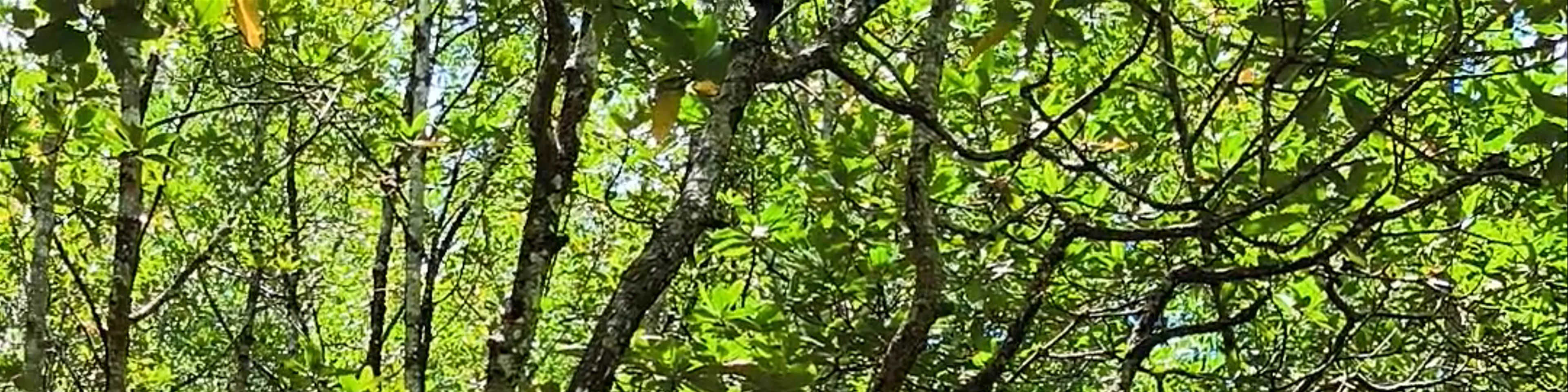 Kilim Geoforest Park
