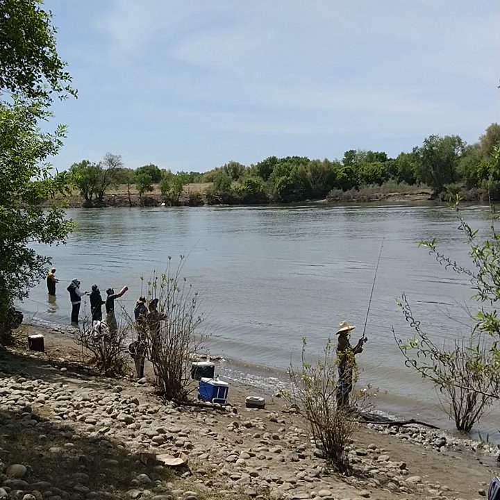 Miller Regional Park - The shad fishing season on the Sacramento River has started! - Parks Near Me - Sacramento, California
