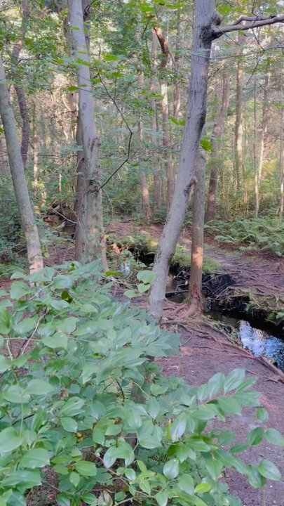 Wells Mills County Park - Nature is beautiful. - Parks Near Me - Waretown, New Jersey