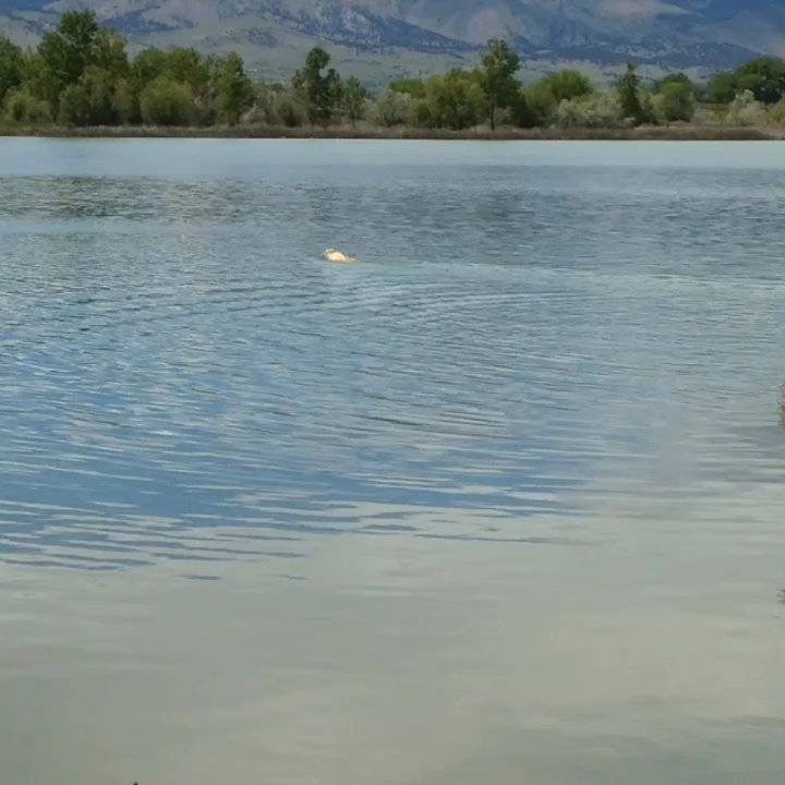 Coot Lake Open Space - Doggies chasing balls - Local Flavor Near Me - Boulder, Colorado