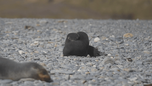 Antarctic fur seals animated gif