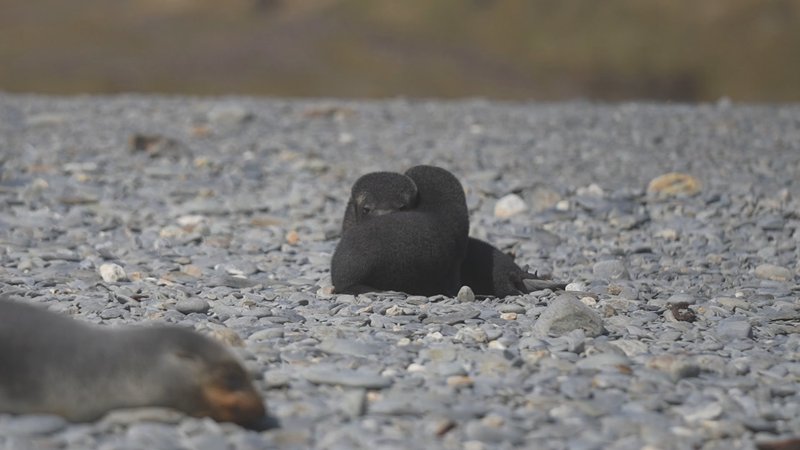 Antarctic fur seals poster