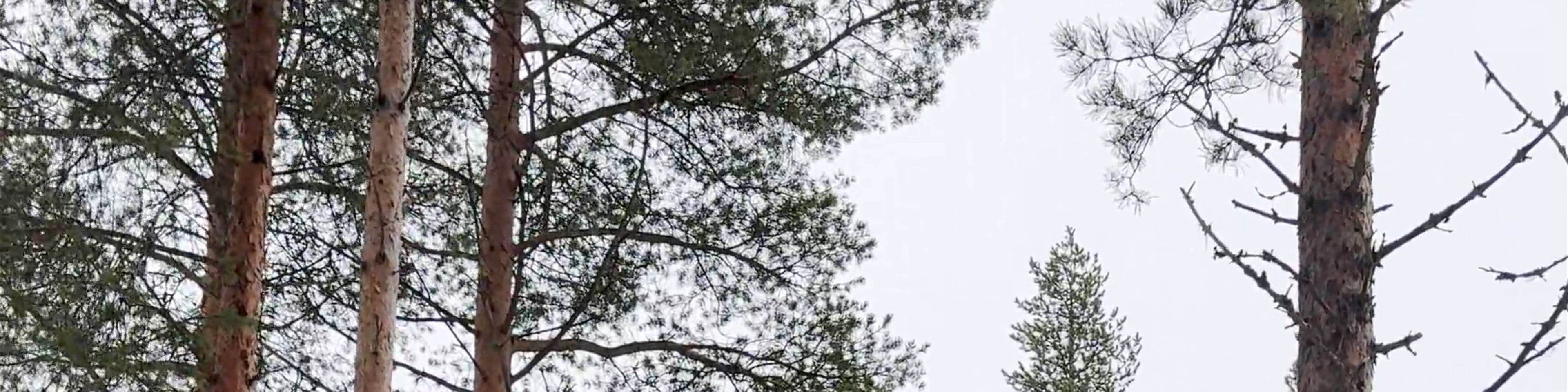 Rovaniemi