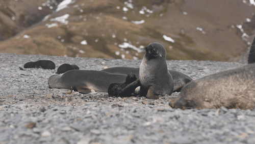 Antarctic fur seals animated gif