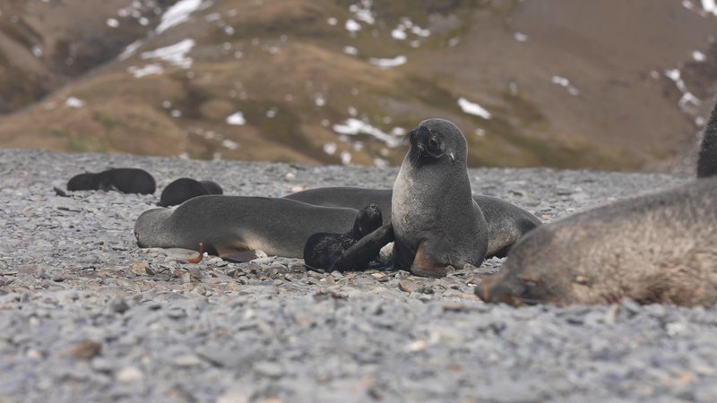 Antarctic fur seals poster