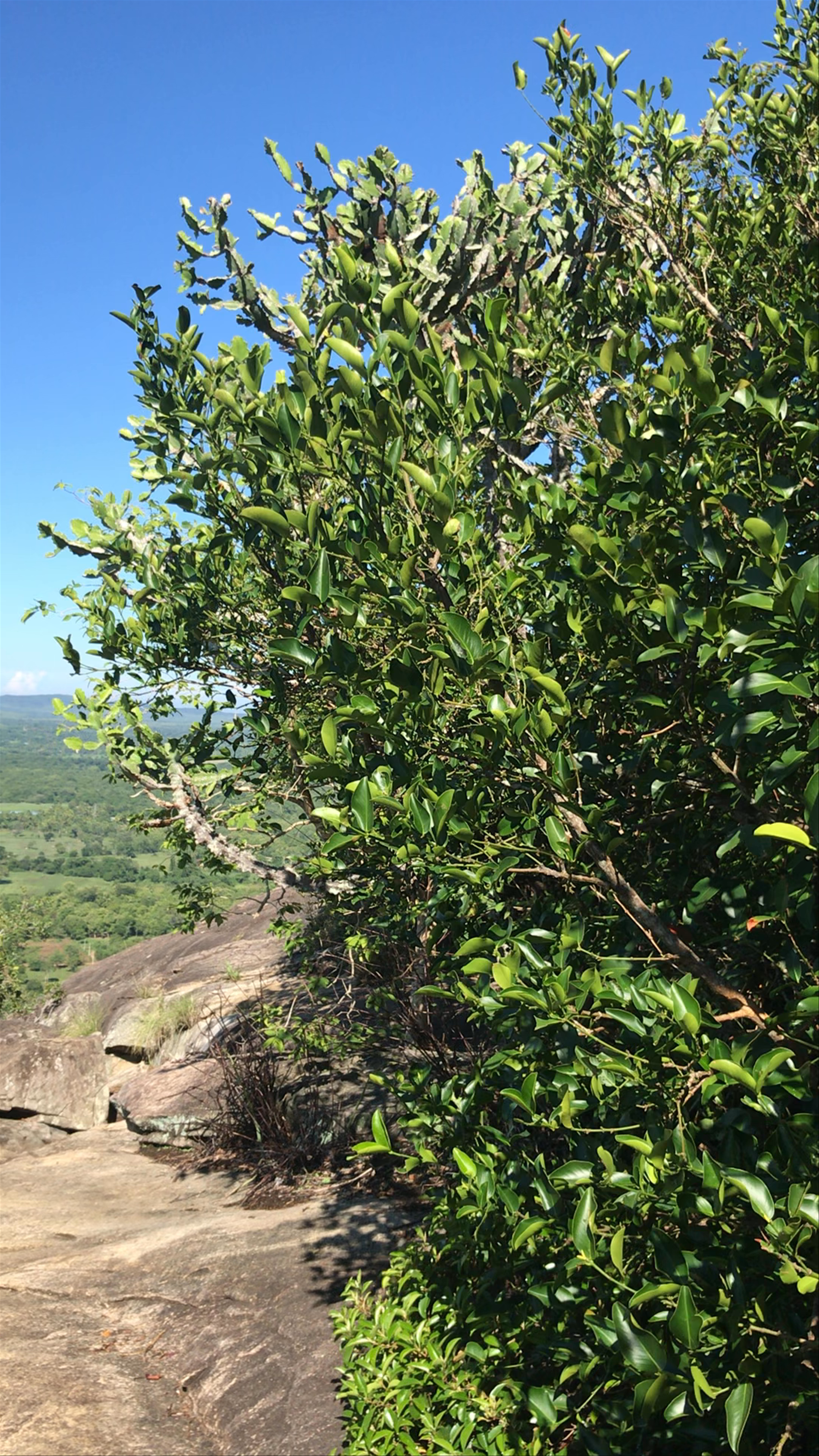 Stunning Panoramas from Pidurangala Rock in Sigiriya, Sri Lanka