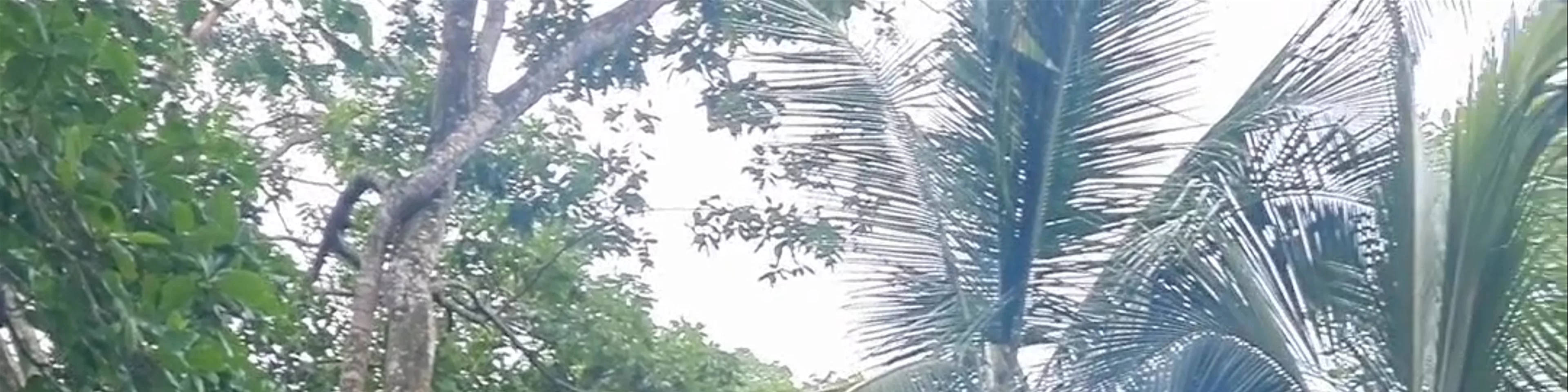 Cahuita National Park