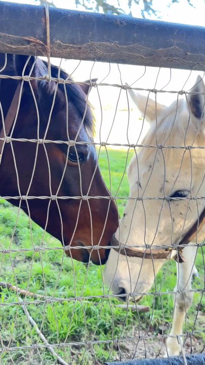 Kaena at the Ranch - The horse ranch is next door. They were full of love :) - Wine Tasting Room Near Me - Solvang, California