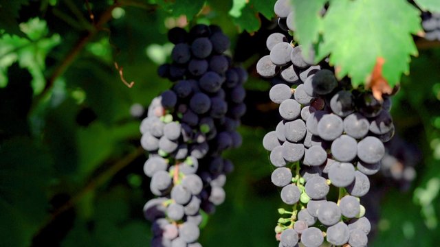 Purple grapes in Italy 