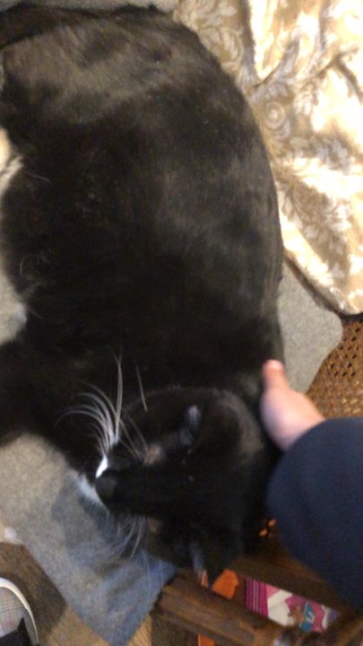 Logos Bookstore - Cute resident cat that loves to be petted! - Cards & Stationery Near Me - New York, New York
