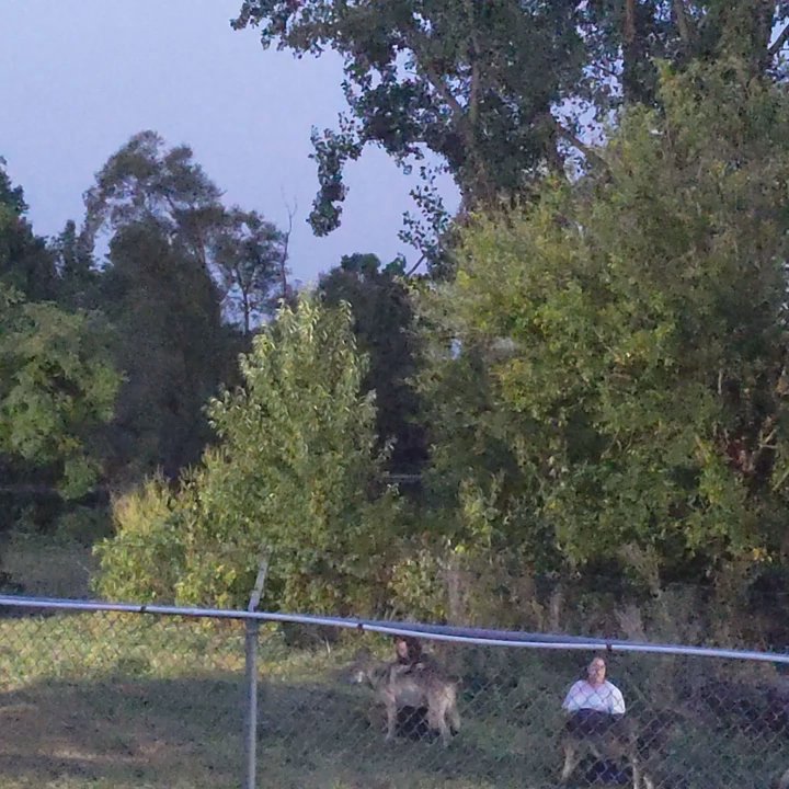 Wolf Park - Parks Near Me - Battle Ground, Indiana