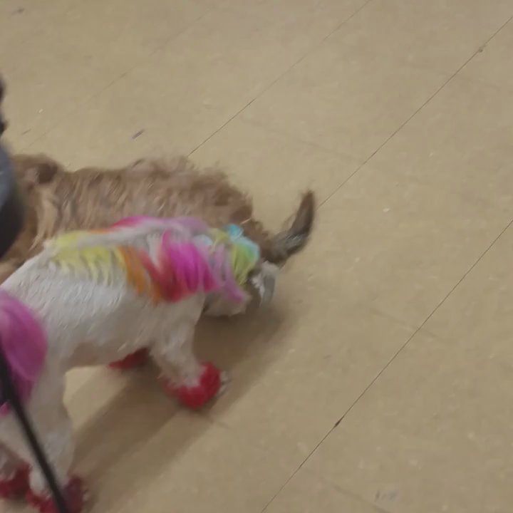 Pooch Styles - Checking each other out - Pet Groomers Near Me - Forestville, Maryland