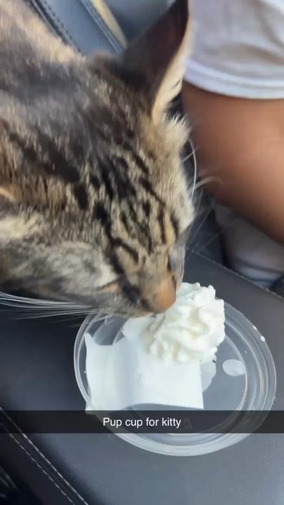 Starbucks - Cat eating pup cup - Coffee & Tea Near Me - Denver, Colorado