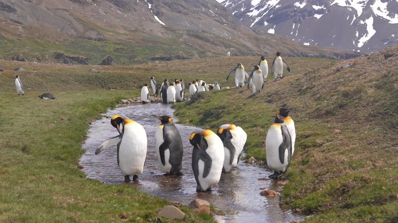 King Penguins in South Georgia poster