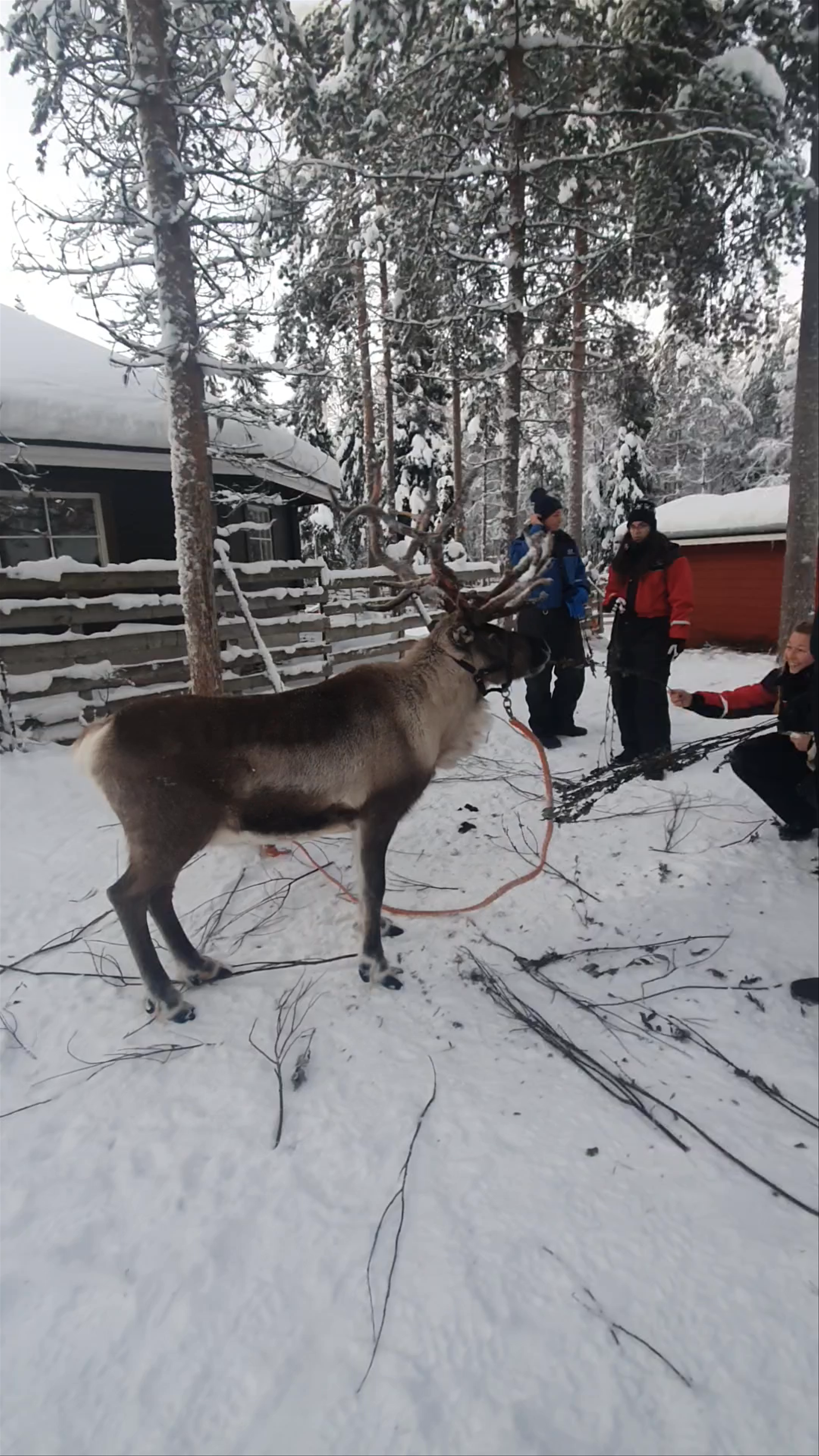 Raitola Reindeer and Husky Farm