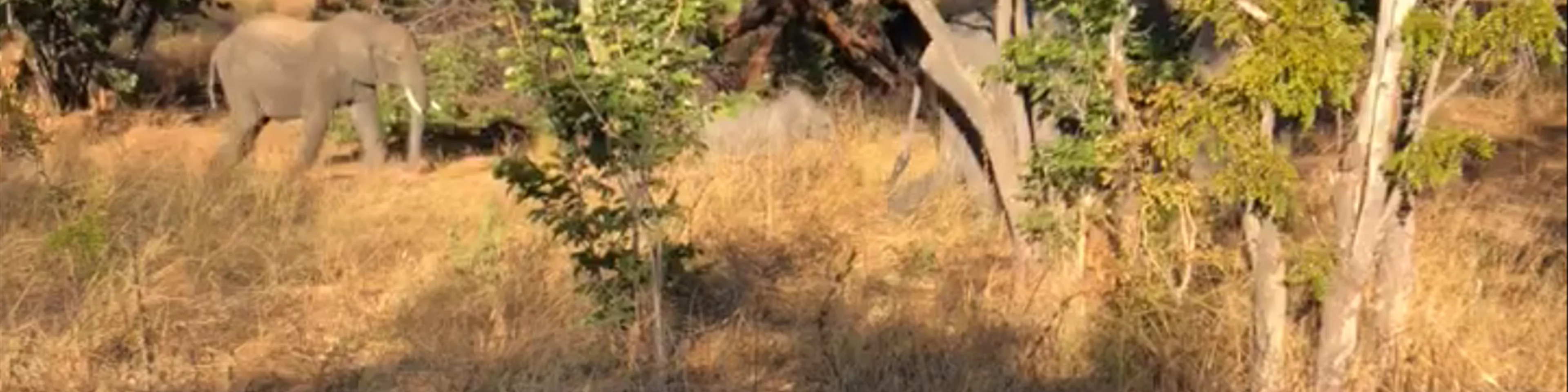 Chobe National Park