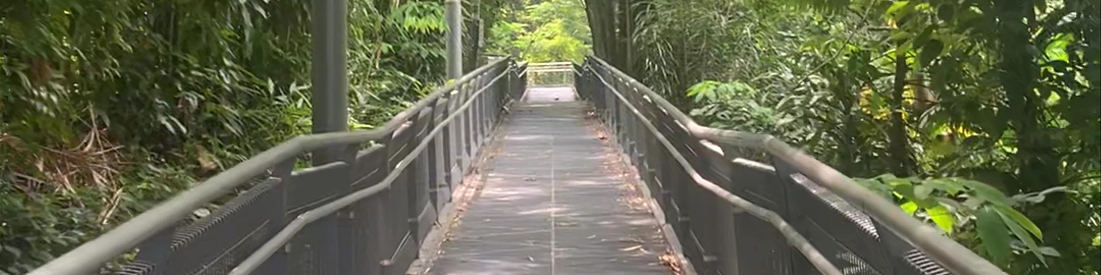 Forest Walk