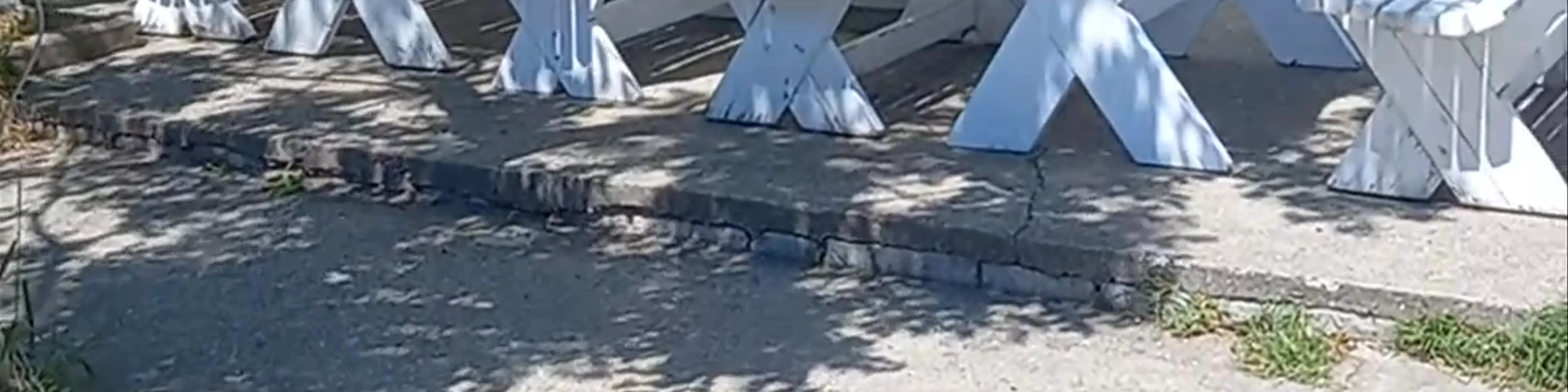 Albatros