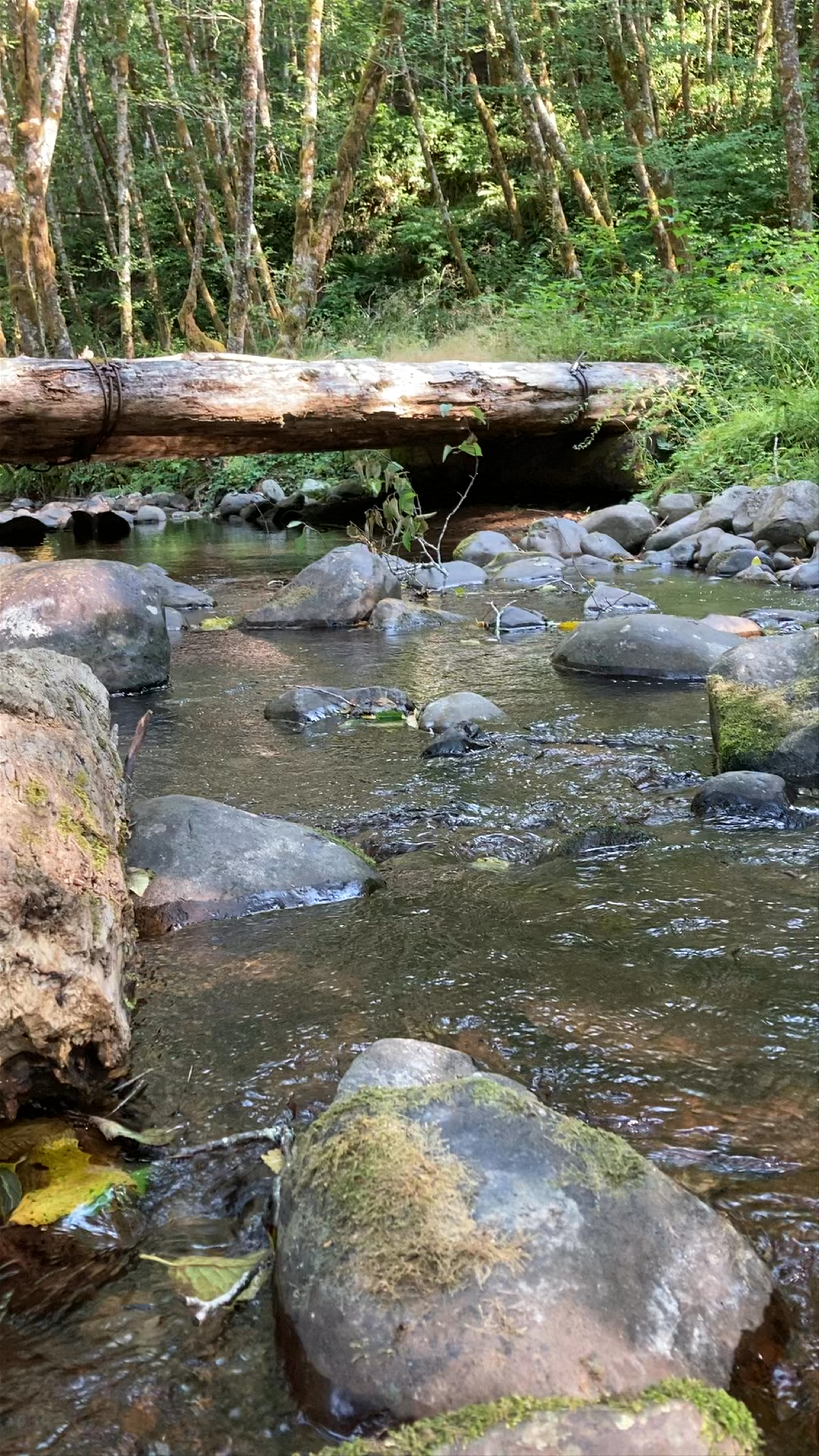 Powder Creek Campsites