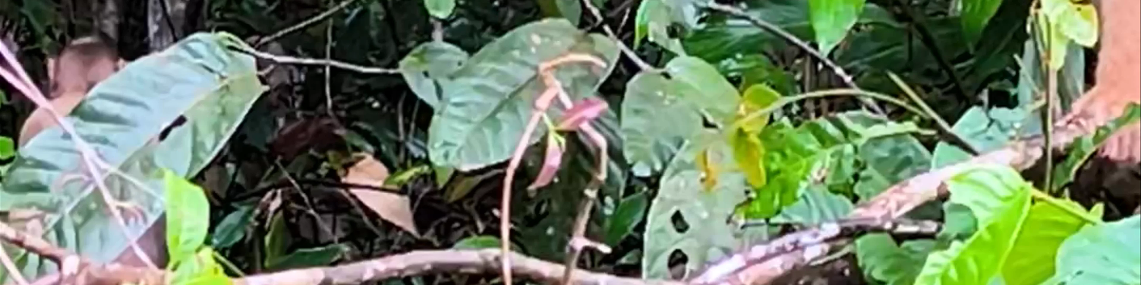 Kinabatangan Wildlife Sanctuary