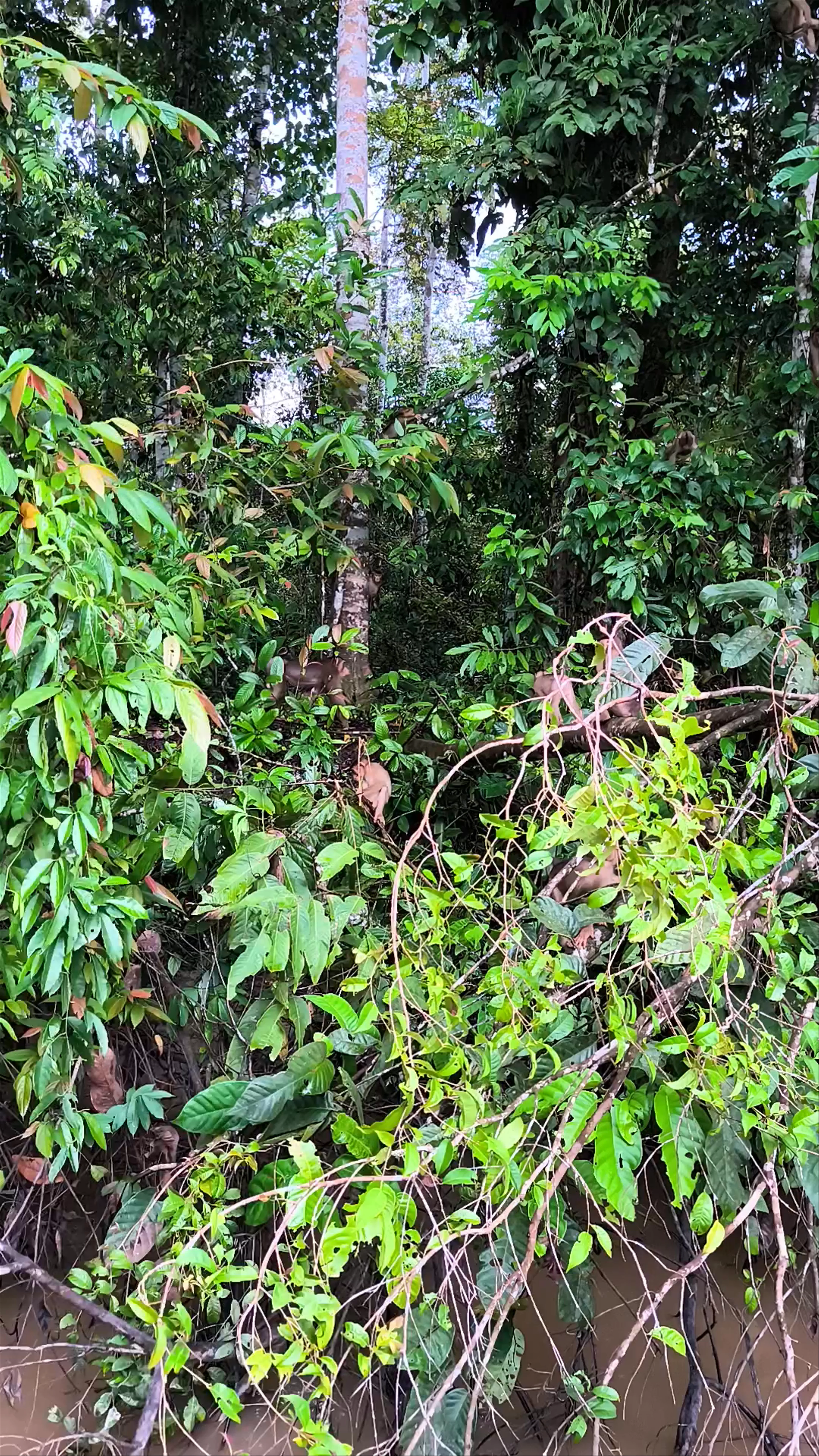 Kinabatangan Wildlife Sanctuary