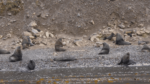 Antarctic fur seals animated gif
