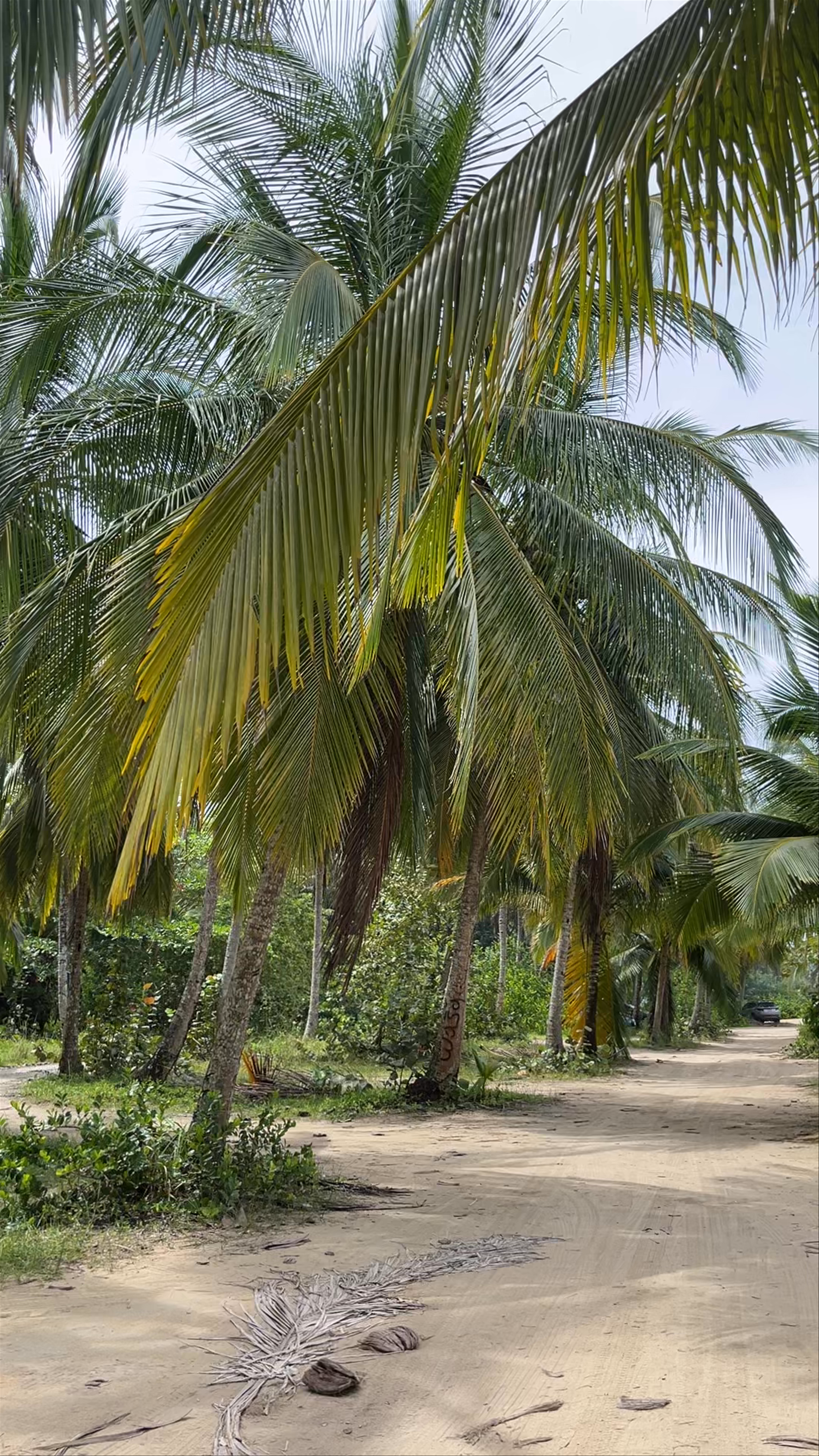 Playa Punta Uva: Serene Palm-Lined Pathways in Costa Rica’s Limón Province