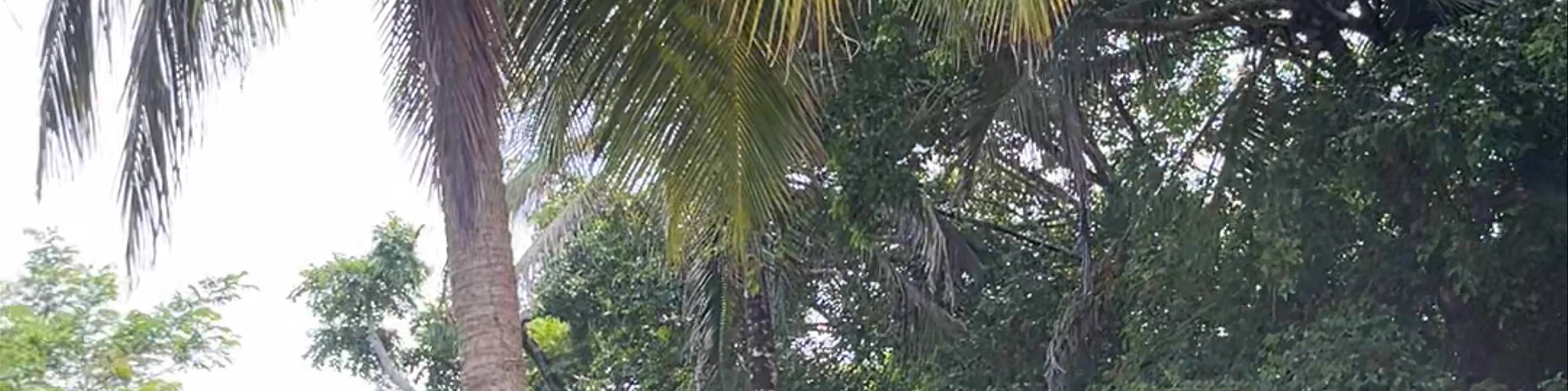 Playa Punta Uva Arrecife