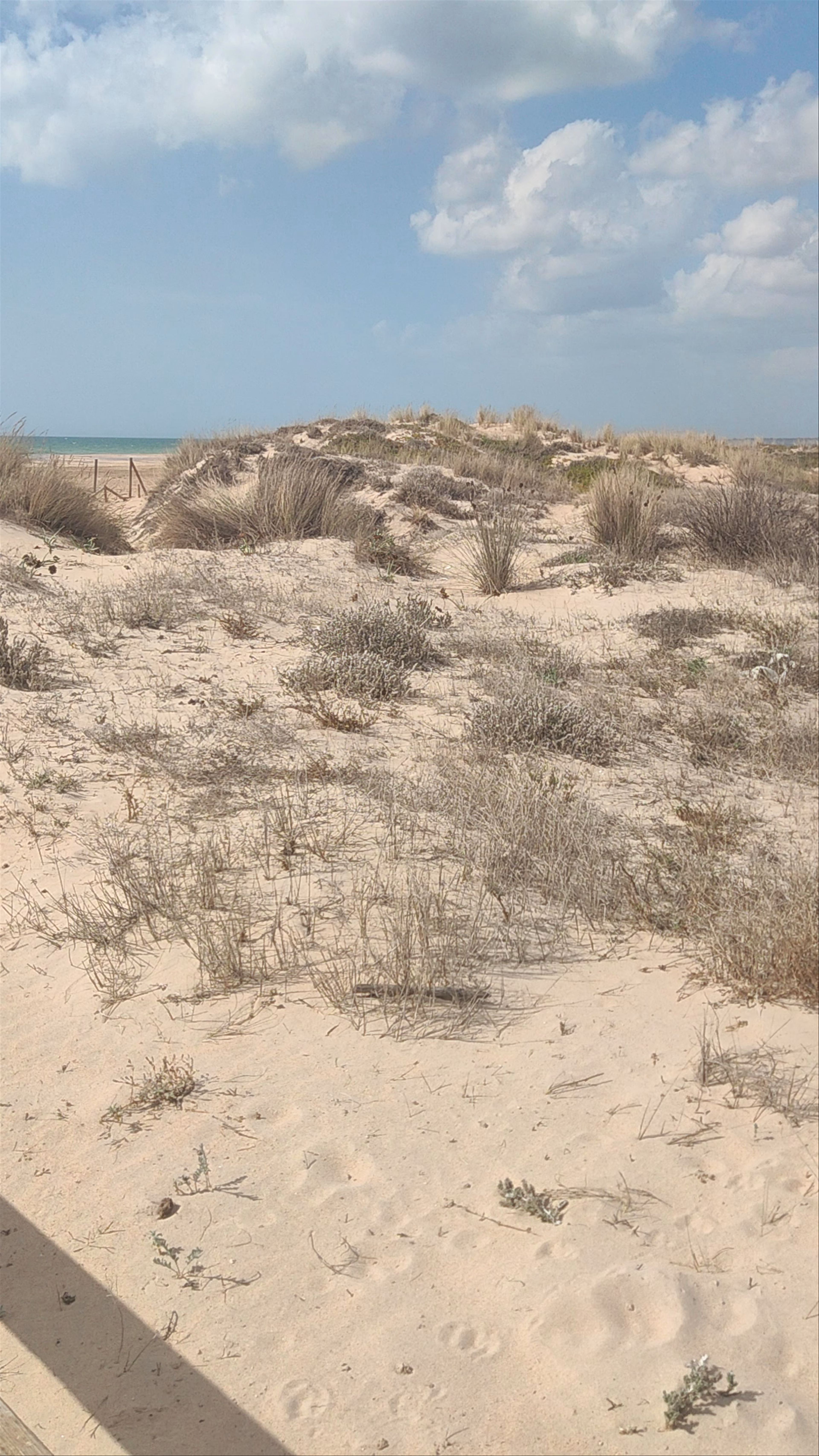 Playa el Palmar southeast